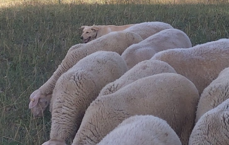 Austrálske kelpie na pasenie - 9