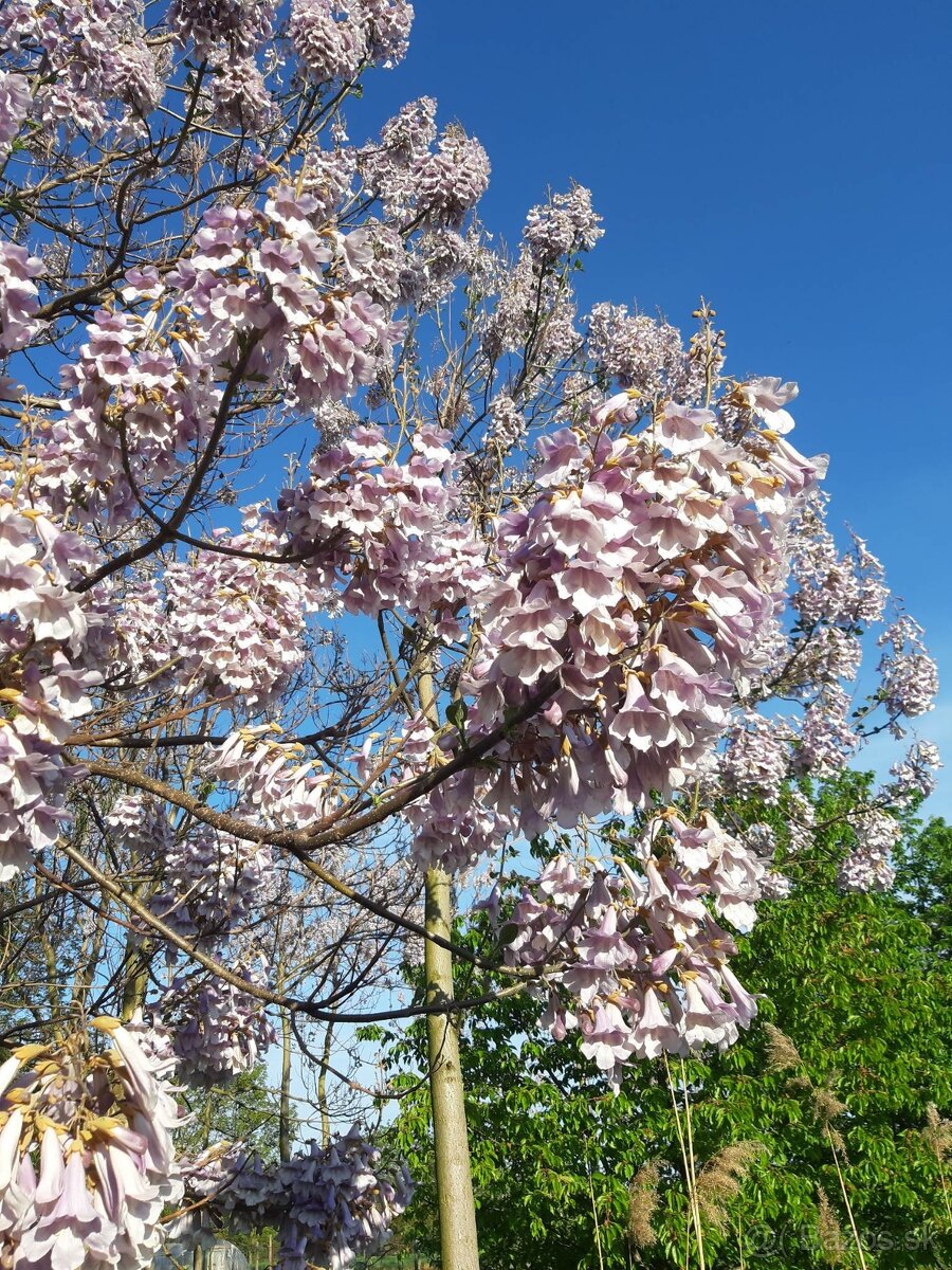 Rýchlorastúci strom-Paulownia clon in vitro 112 - 9