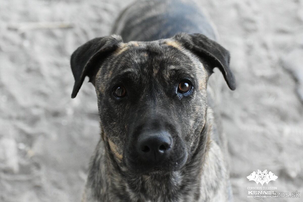 Cimarron Uruguayo s PP – rezervácia šteniatok - 9