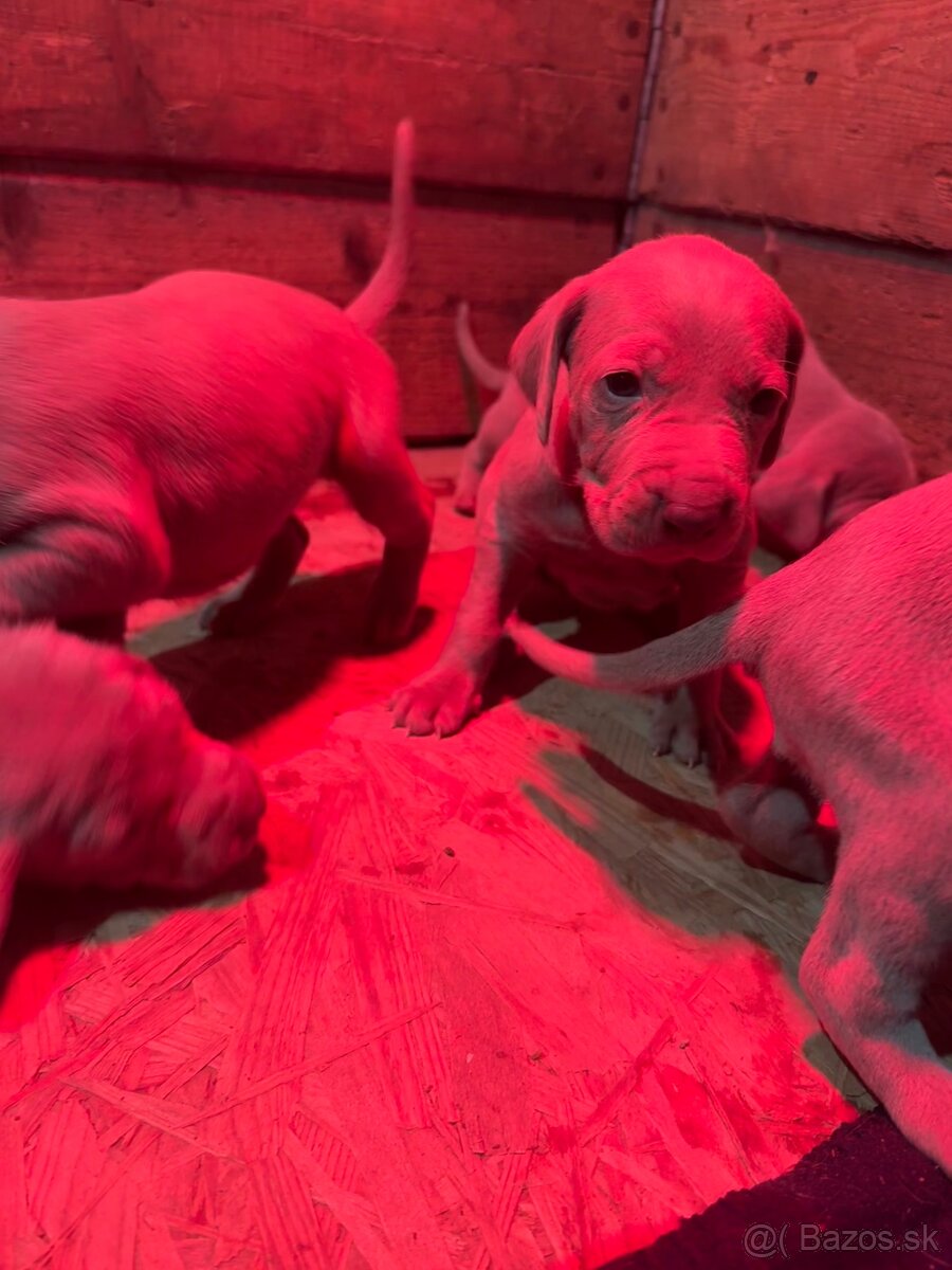 Weimarský stavač šteniatka - 9