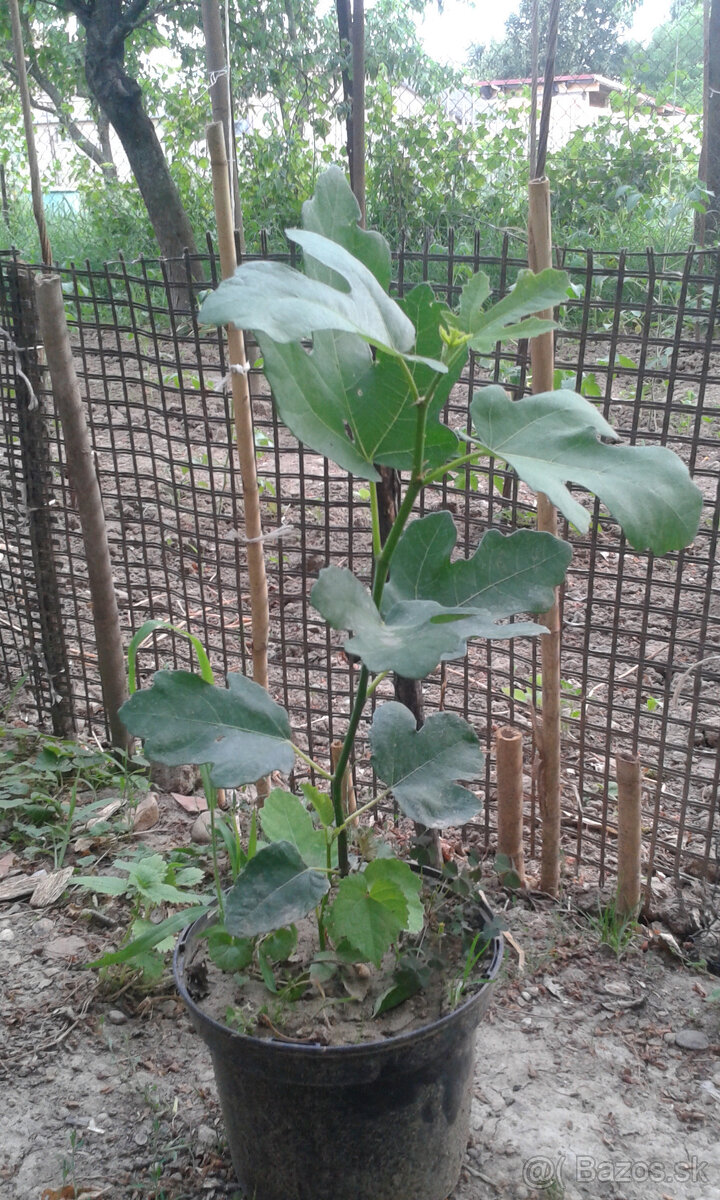 FIGOVNíKY RODIACE - 9