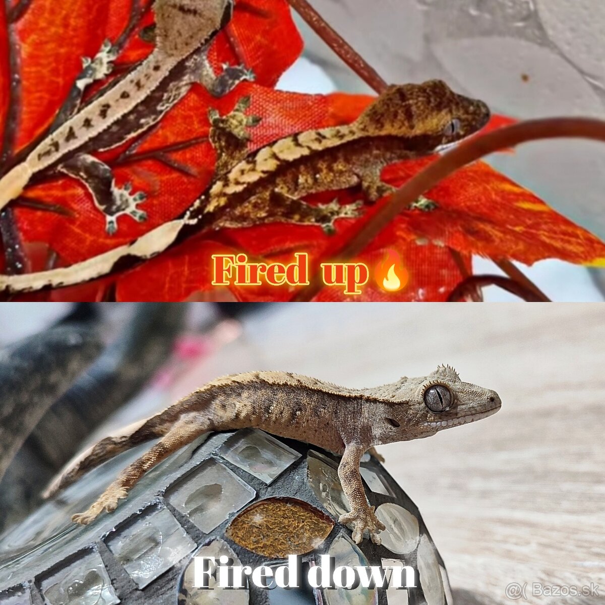 Pagekon riasnaty - 9