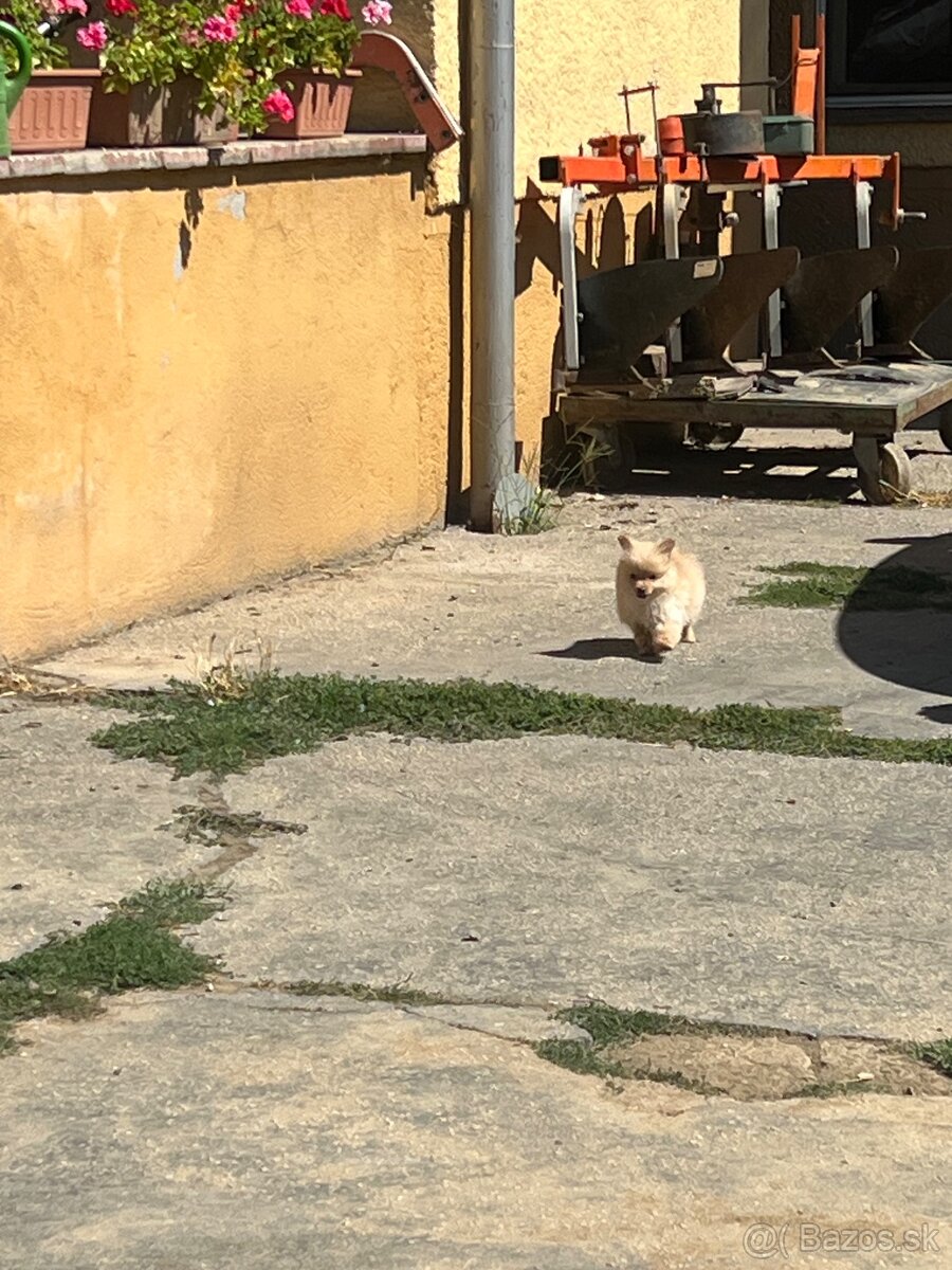 Špic Oranžový drobučký - 9