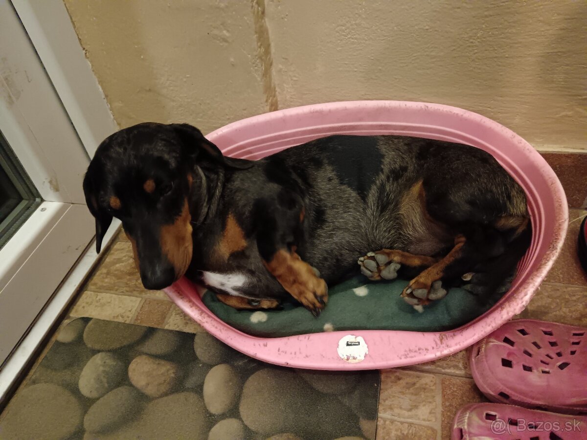 Šteniatka krátkosrtý jazvečík - 9