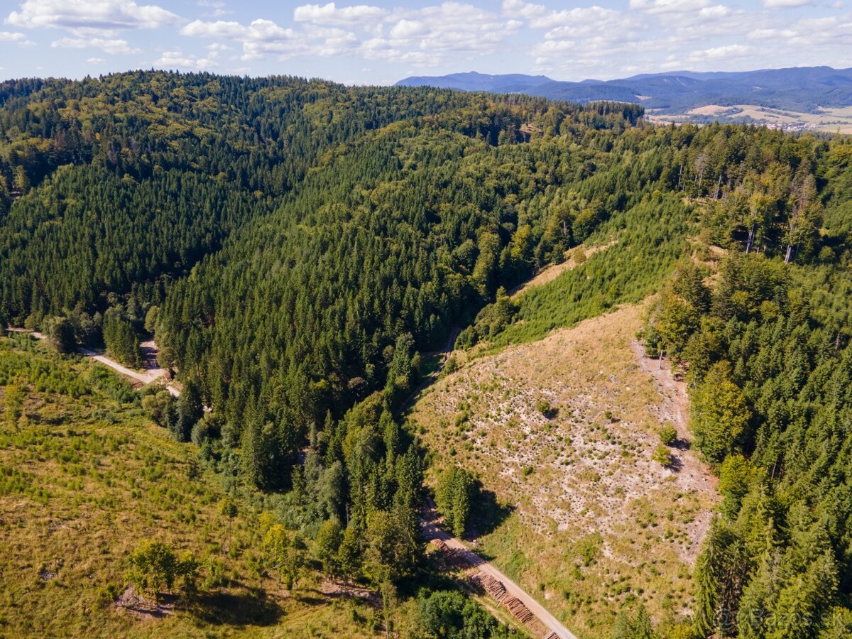 HOSPODÁRSKY LES V OBCI BUDIŠ V OKRESE TURČIANSKE TEPLICE - 9