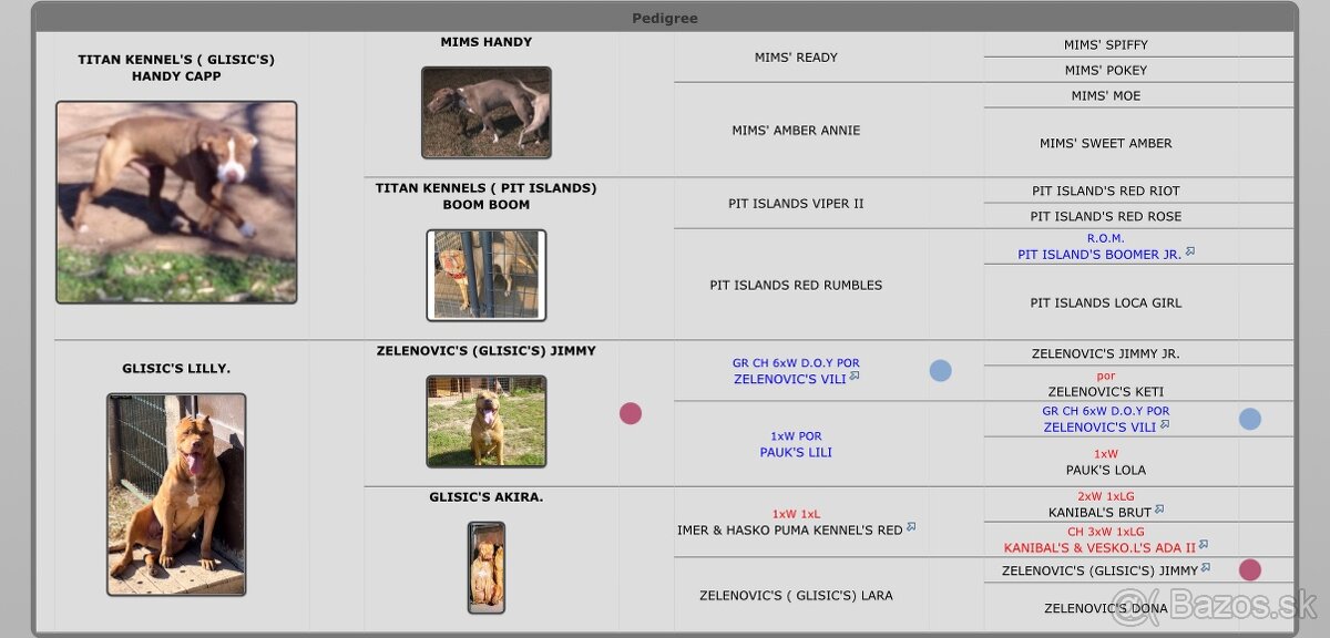 American Pitbull - 9