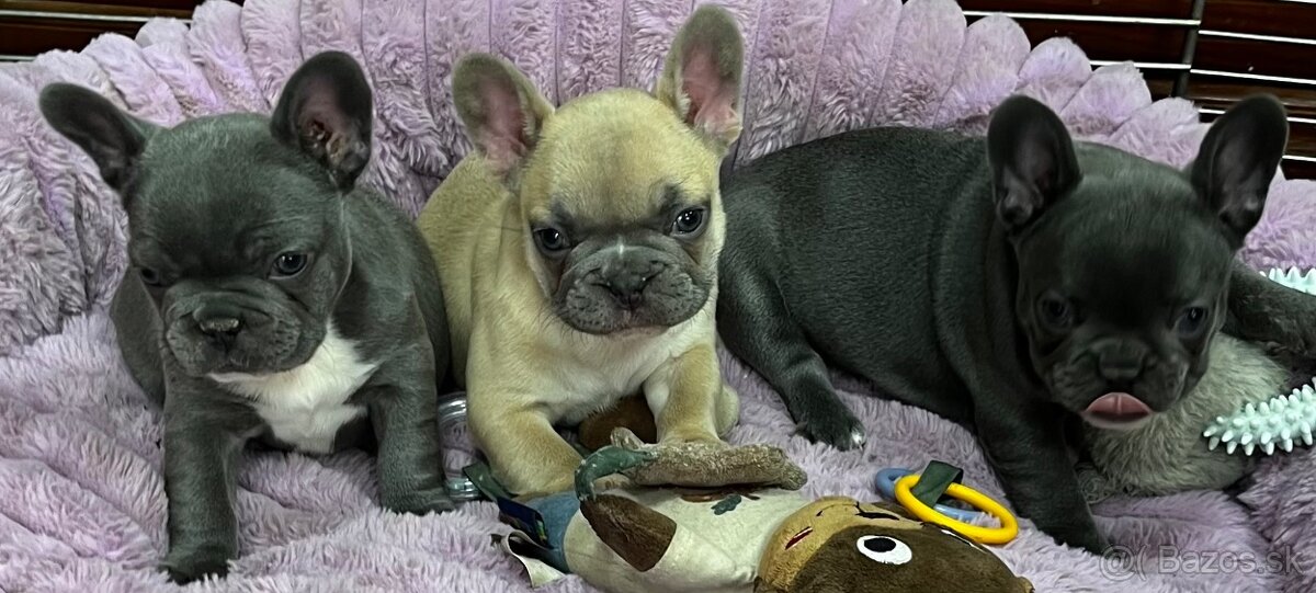 Francuzsky buldoček - 9