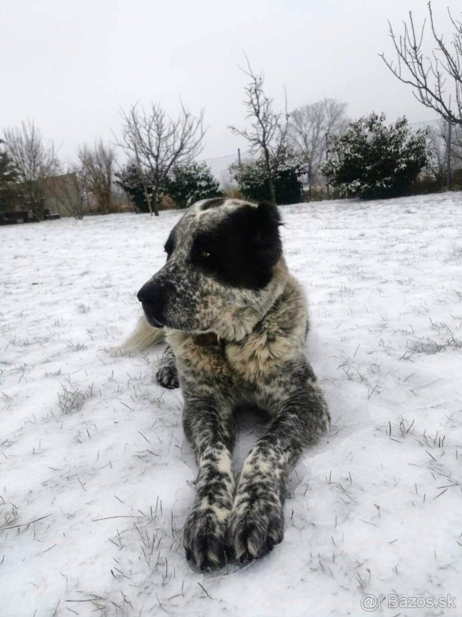 hotel pre psov, vycvik psov - 9