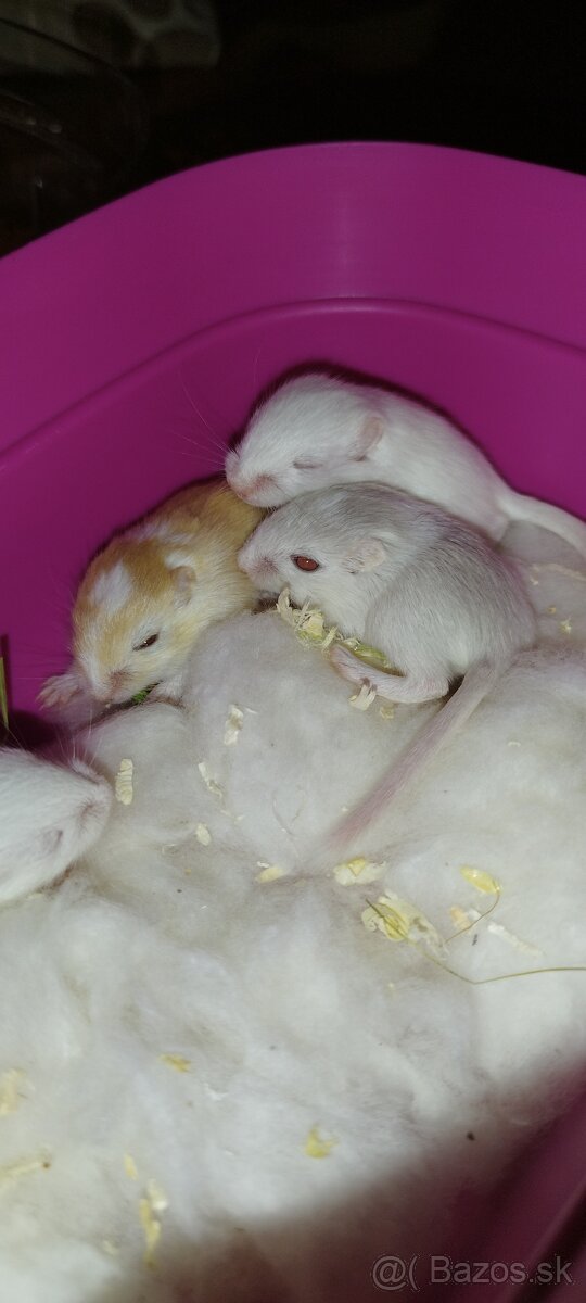 Predám pieskomilov + celé príslušenstvo - 9