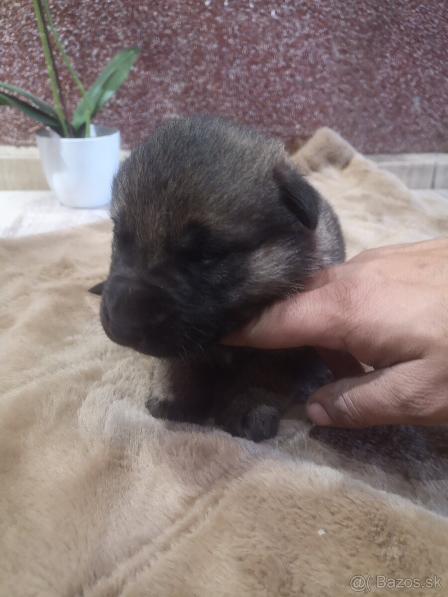 nemecky ovčiak šteniatka - 9