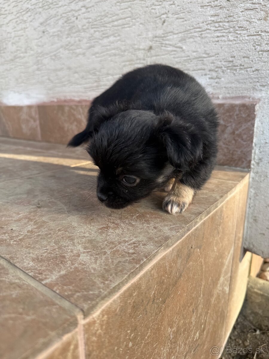 Mini čivava šteniatka - 9