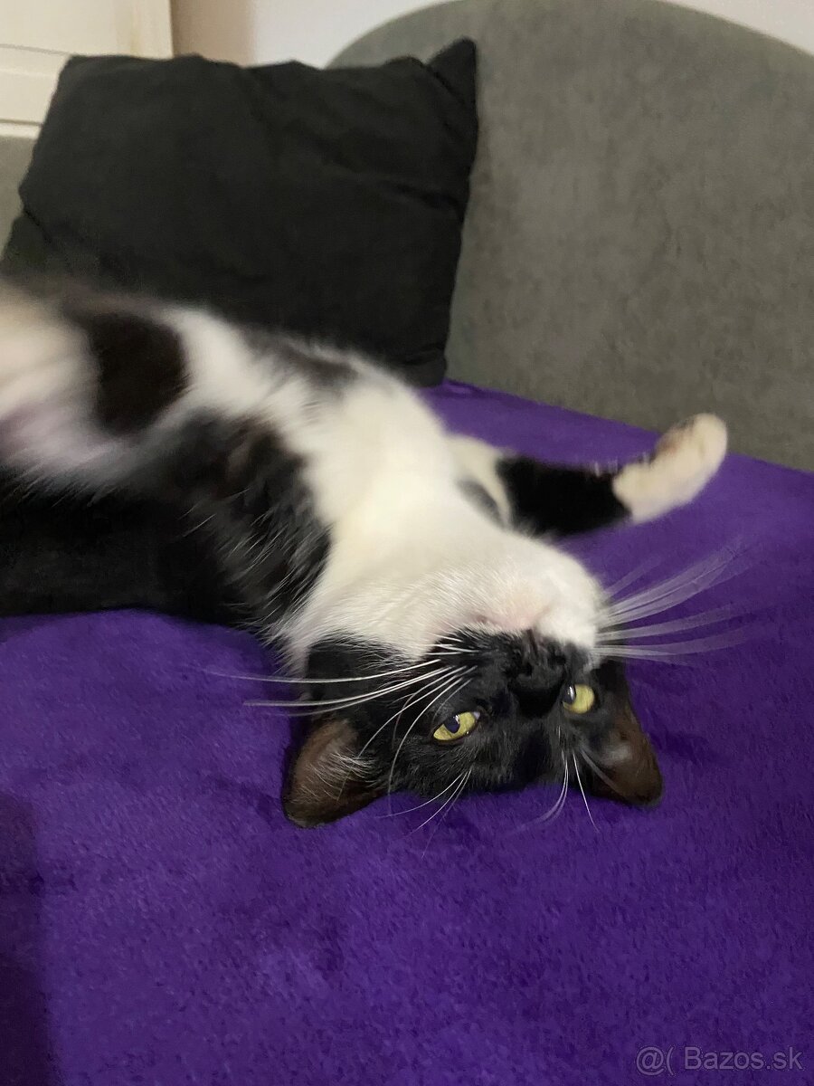 Darujem mačičku - 9