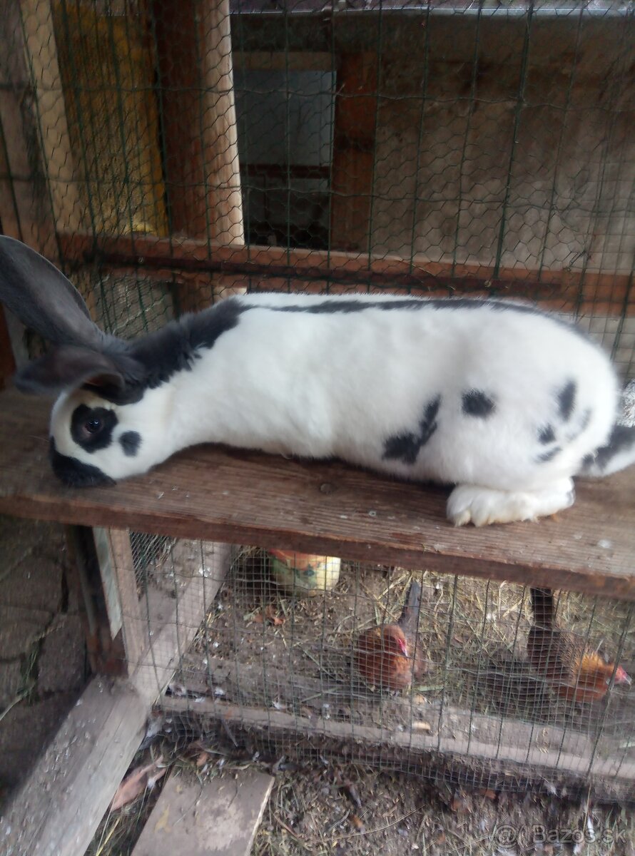 Nemecký obrovitý strakáč - 9