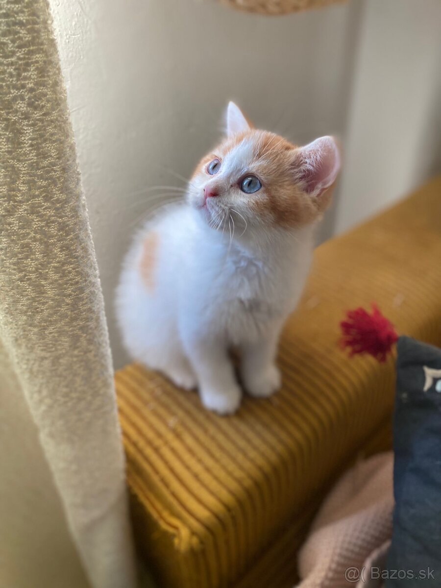 Skotka klapouchá koťata s pp - 9