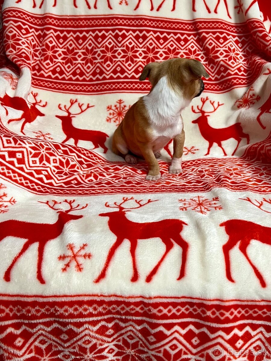 Šteniatko psík čivavy - 9