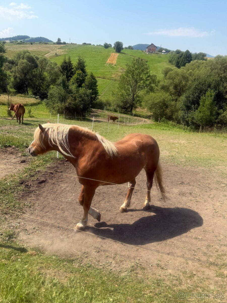 Haflinger a poník na predaj - 9