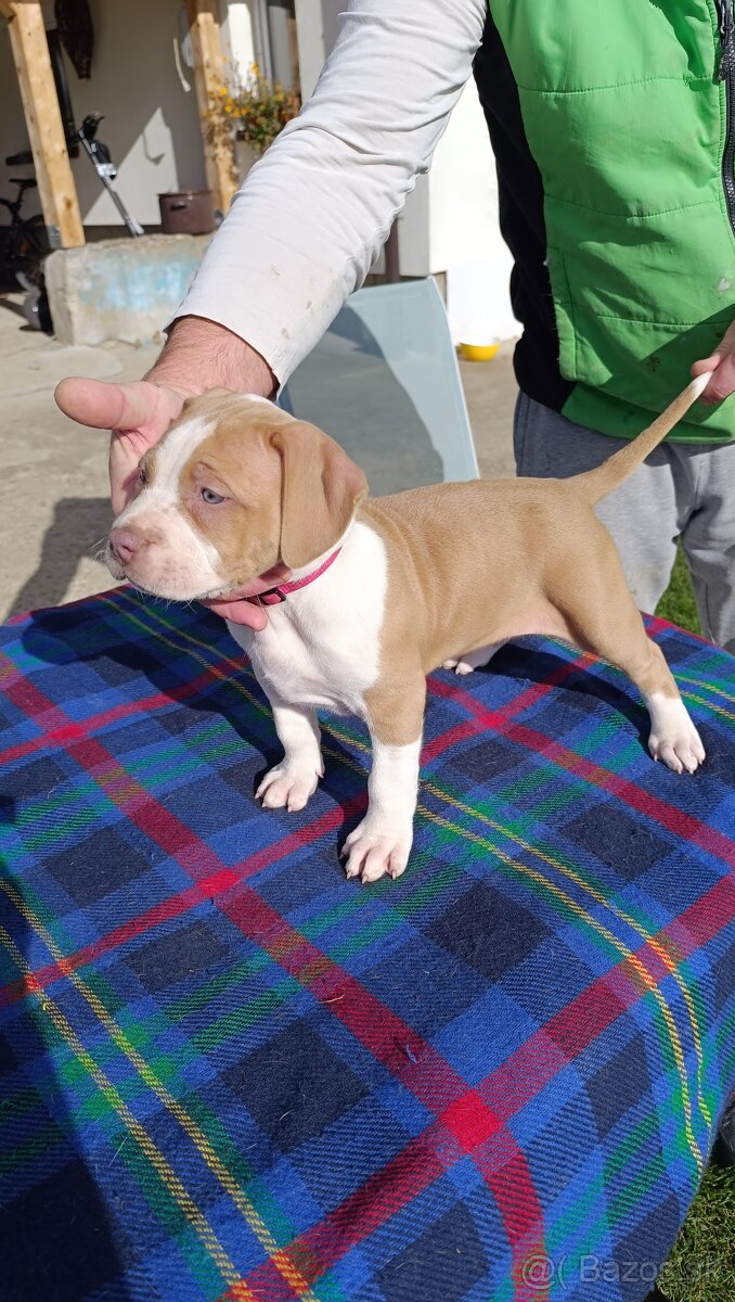 American Bully XL - 9