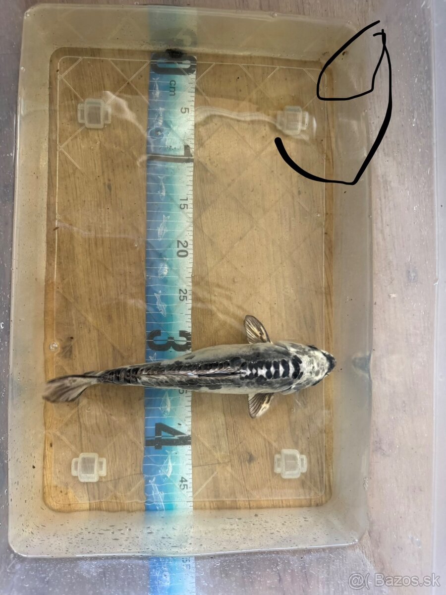 Koi kapre - 9