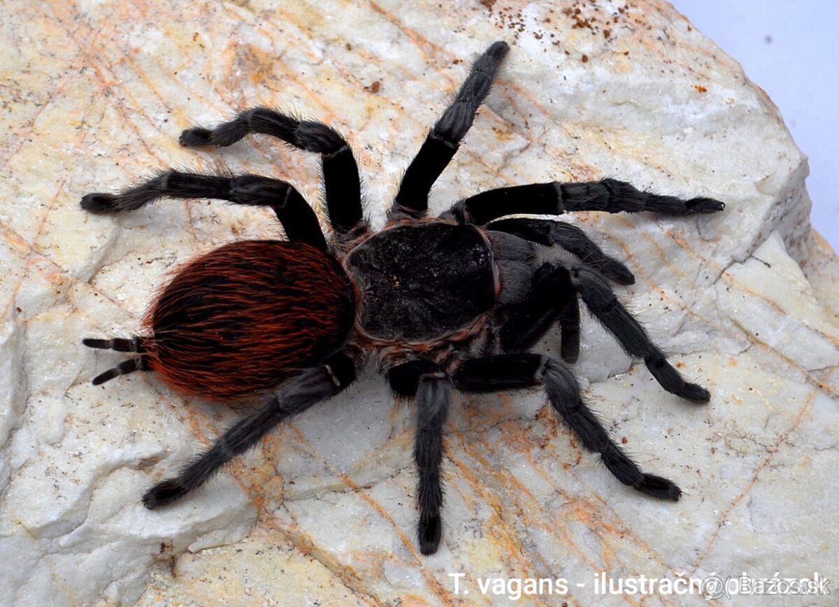 Vtáčkare, tarantuly, pavúky - 9