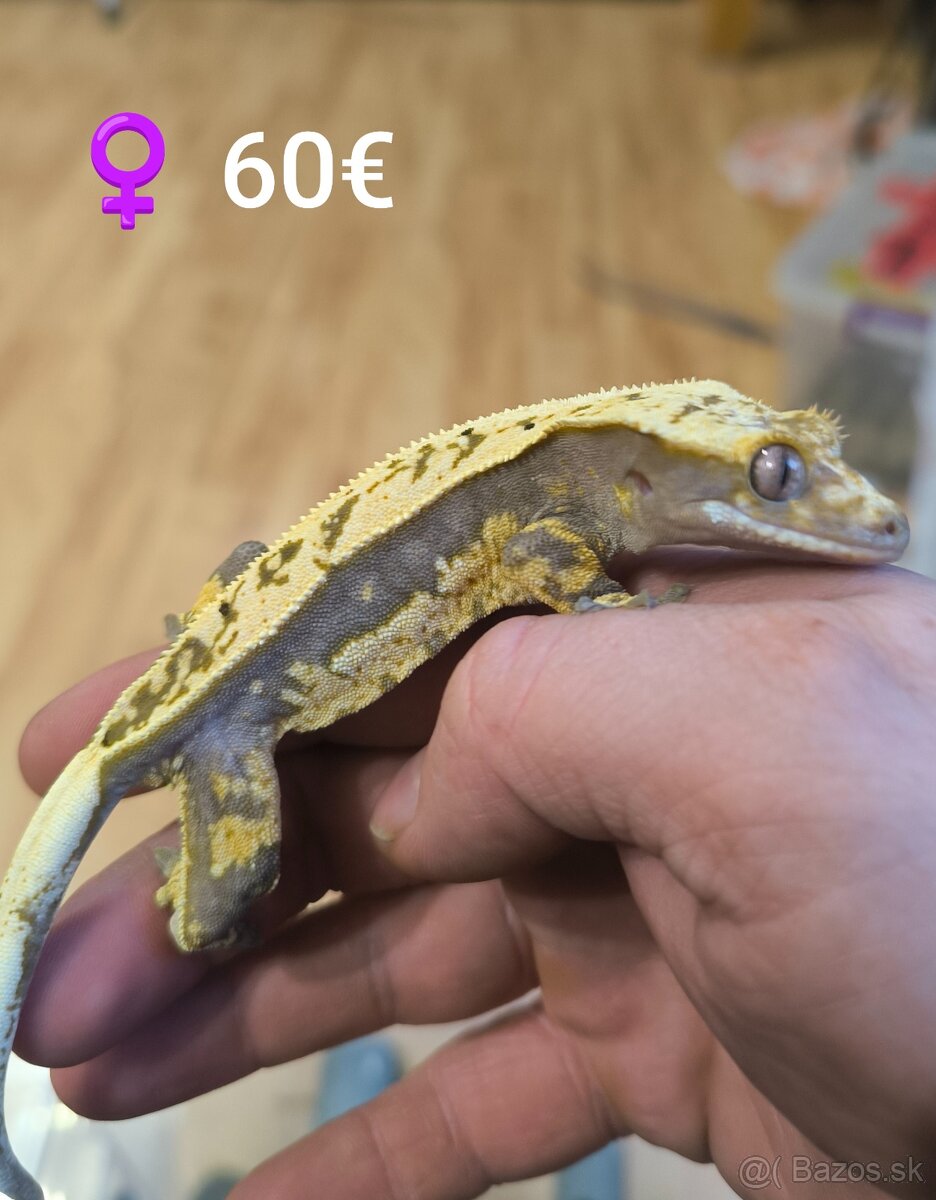 PAGEKON RIASNATY - 9