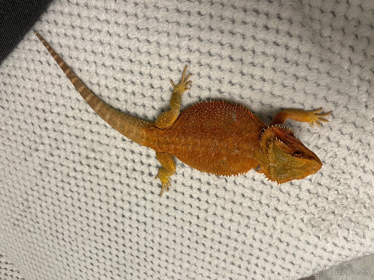 Agama bradatá + terárium - 9