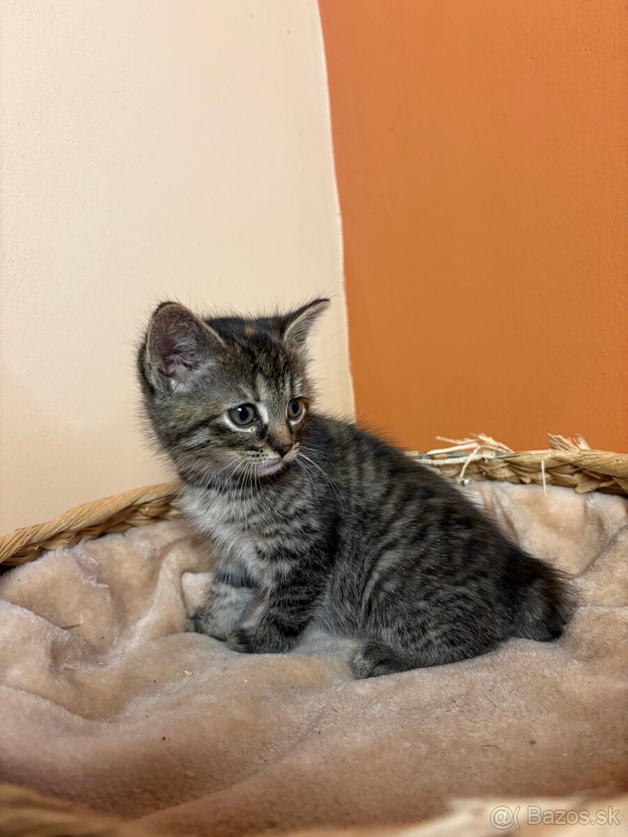 Roztomilé mačiatka hľadajú domov – zdarma - 9
