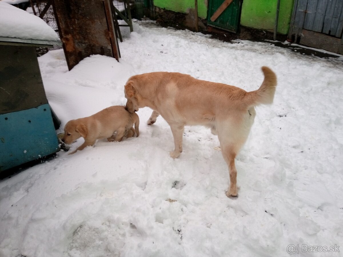 Labrador retriever - 9