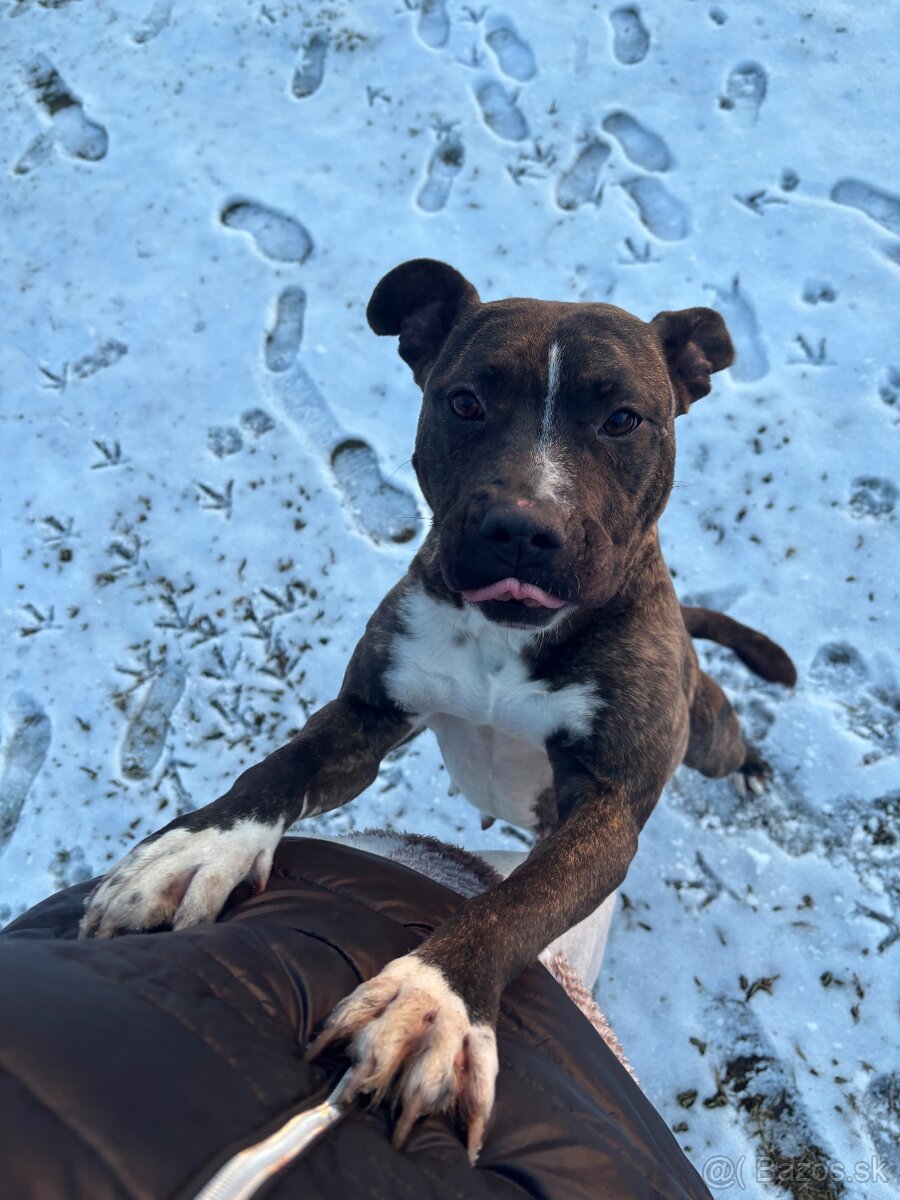 Americký stafordsirsky terier, Stafford, amstaf - 9