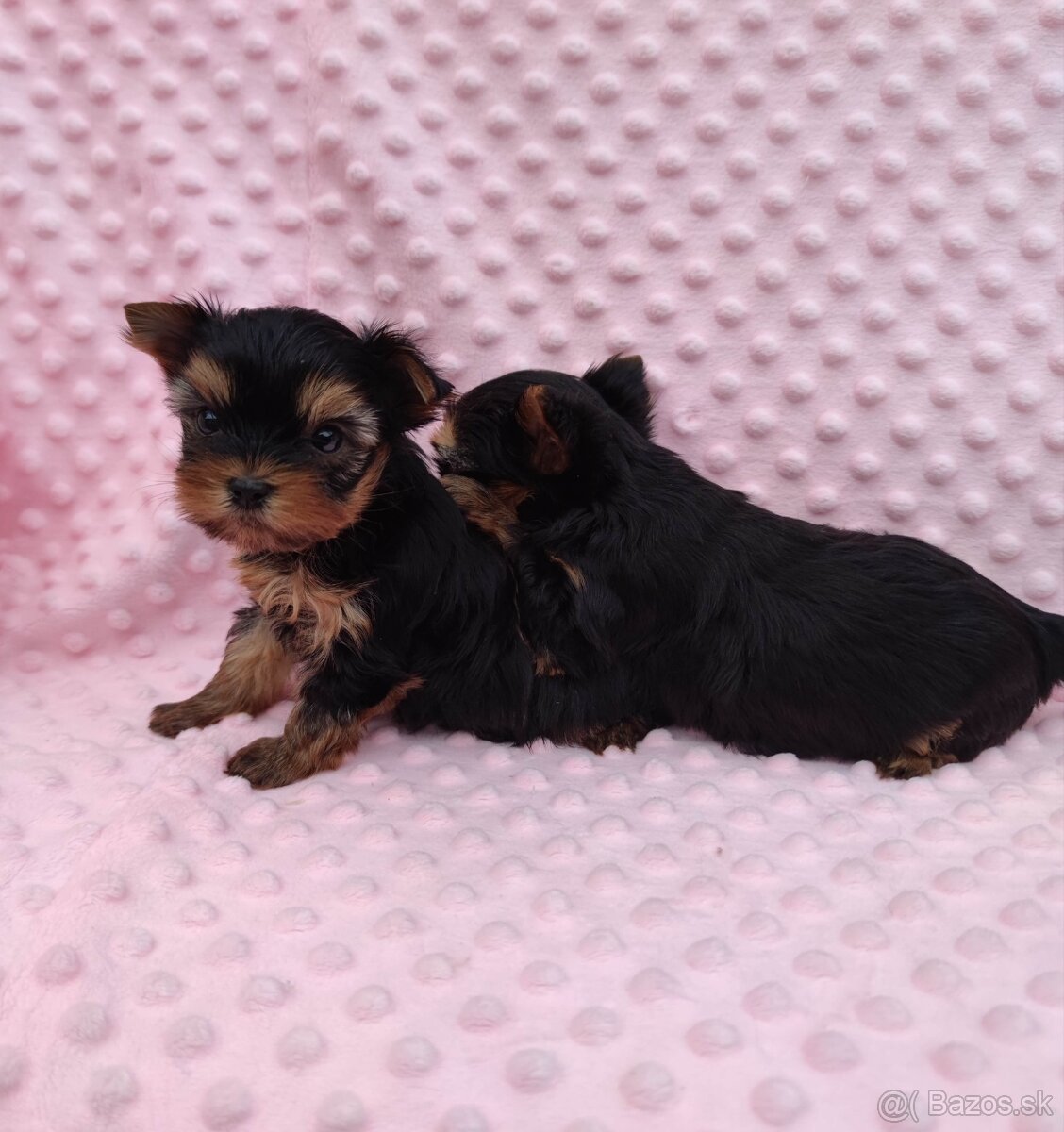 Yorkshire terrier - 9