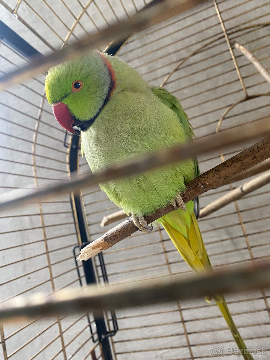 Alexander malý Samec (rozprávajúci) + klietka - 9