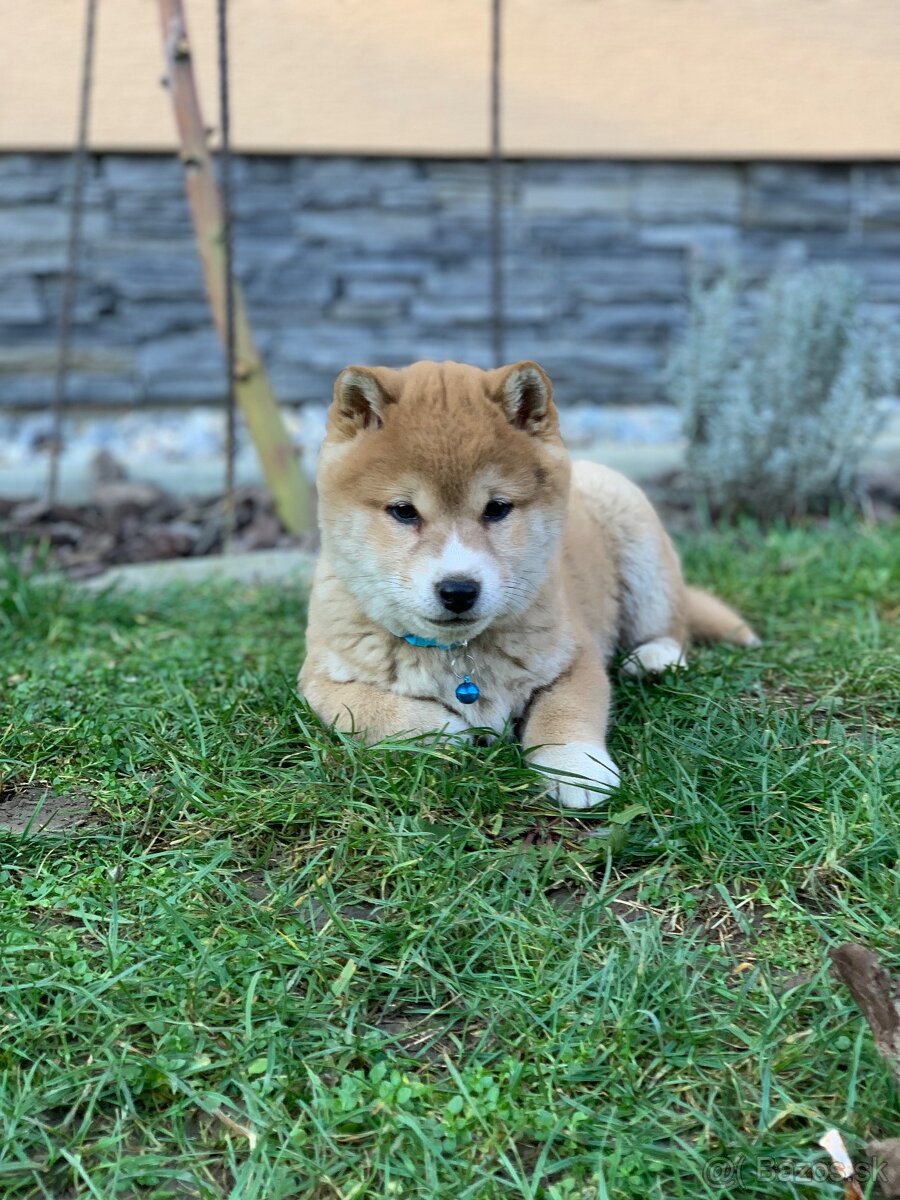 Shiba inu - 9