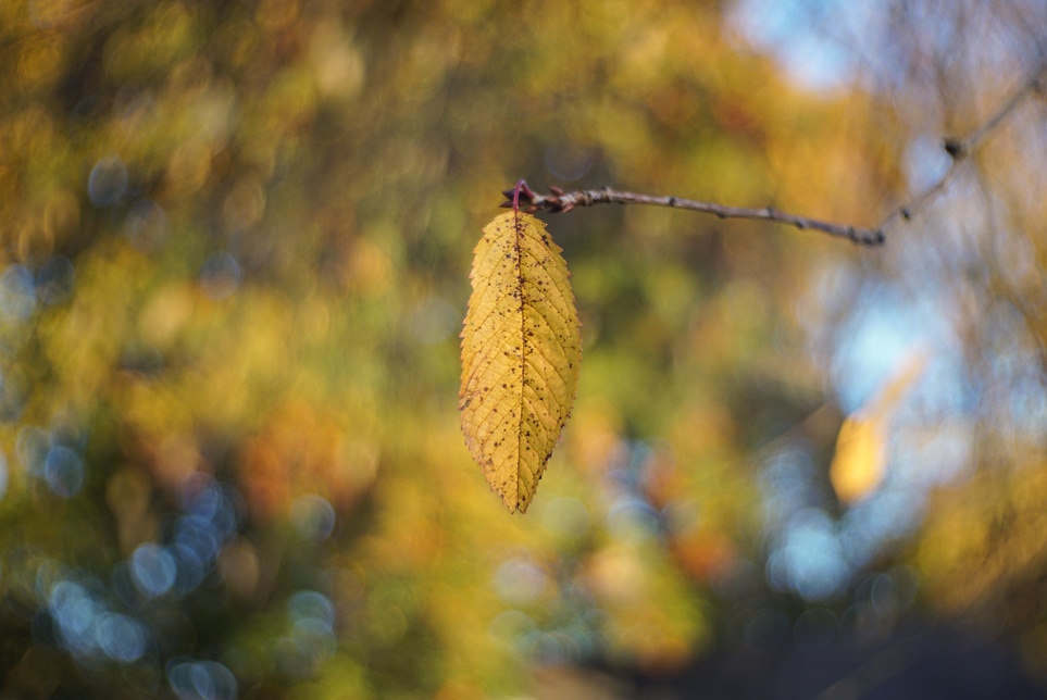 Objektív Fujian 50mm f/1.4 - 9