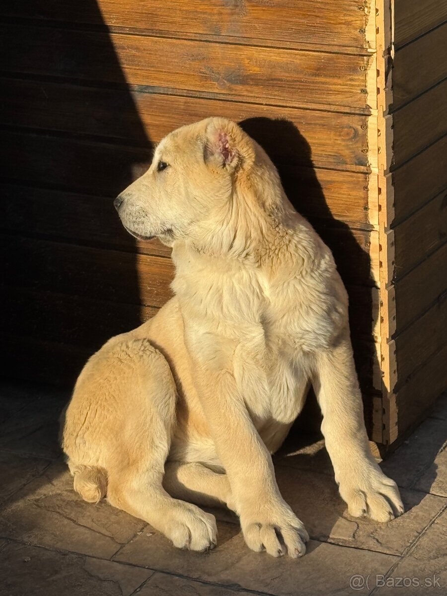 Stredoázijský ovčiak SAO - 9