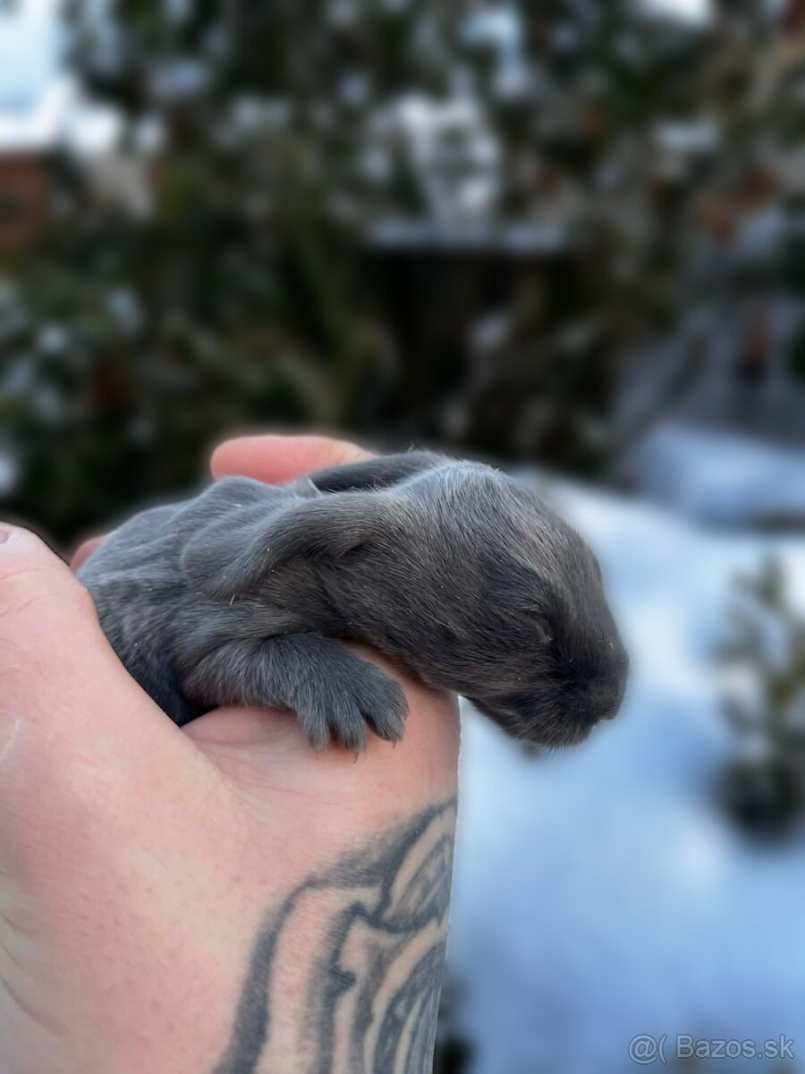 Anglický baranček - 9