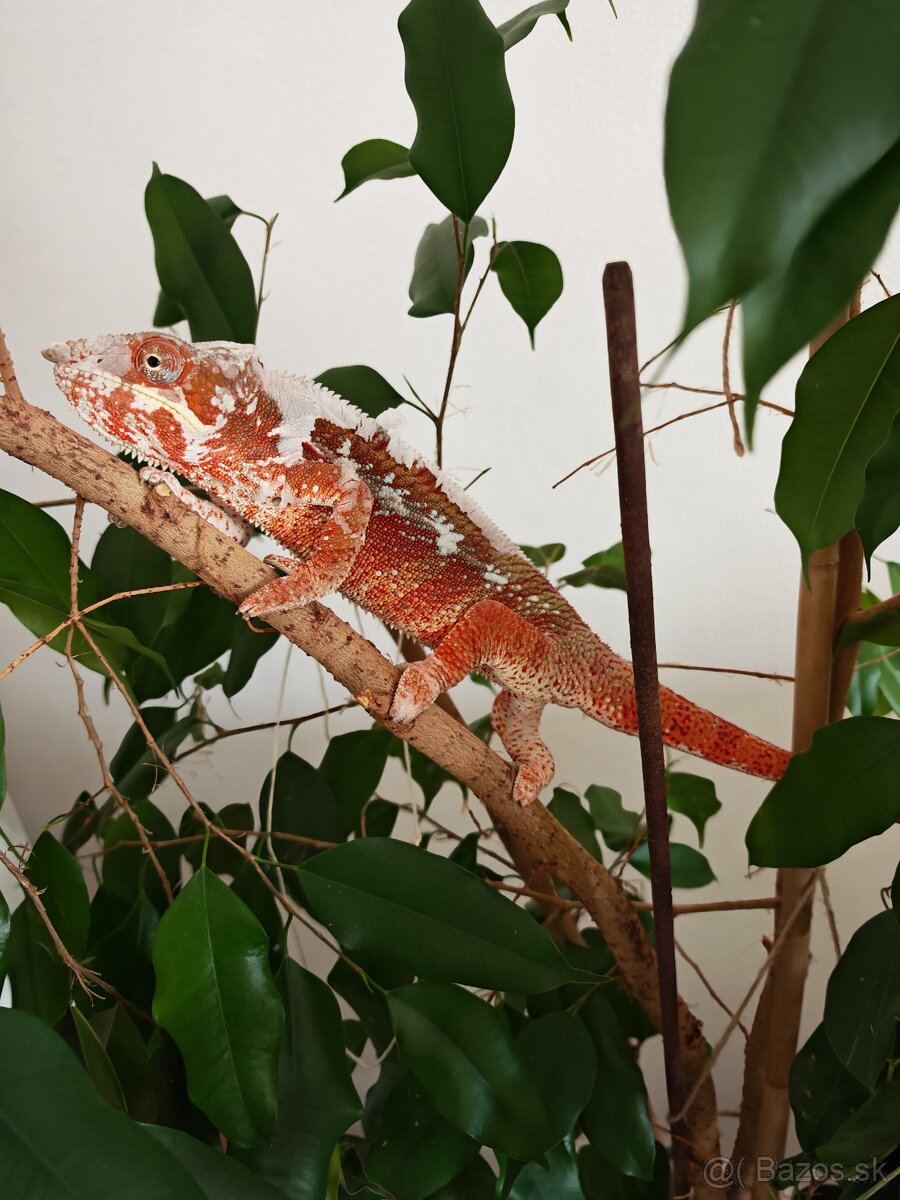 Chameleón pardali - 9