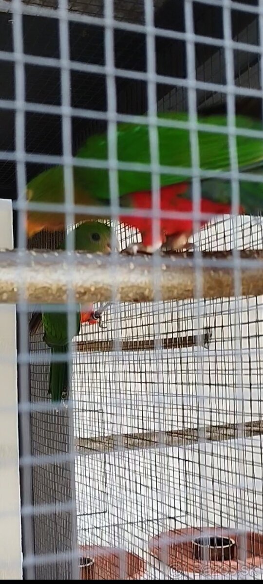 Papagáj kráľovský - 9