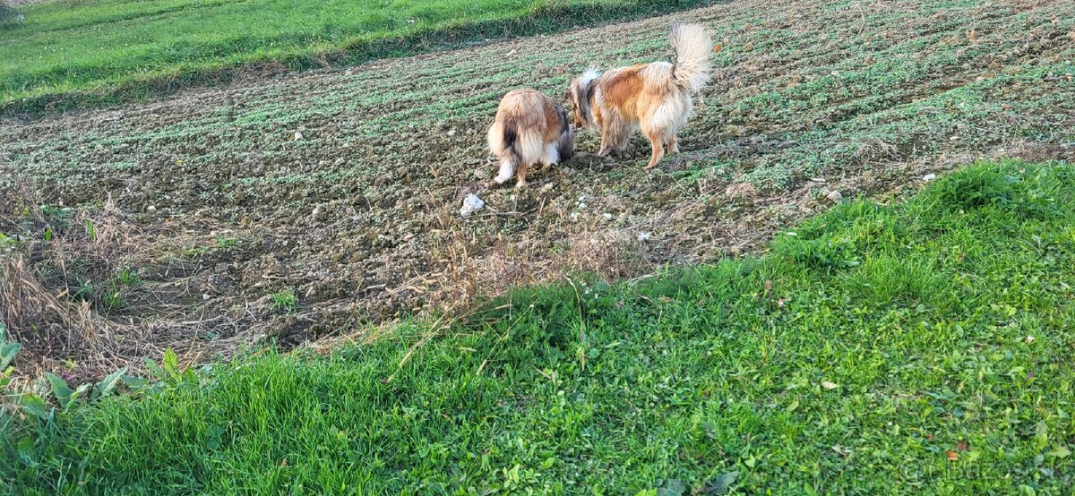 Kólia dlhosrstá - 9