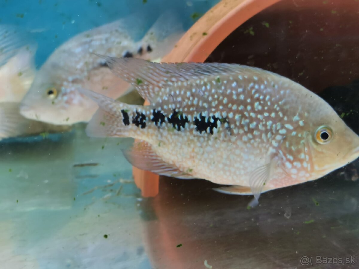 Super Red Texas 🔥 - 9