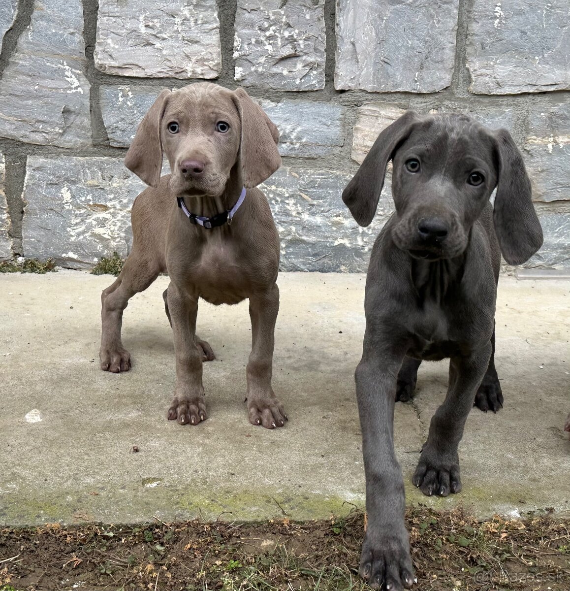 Weimarský stavač šteniatka - 9