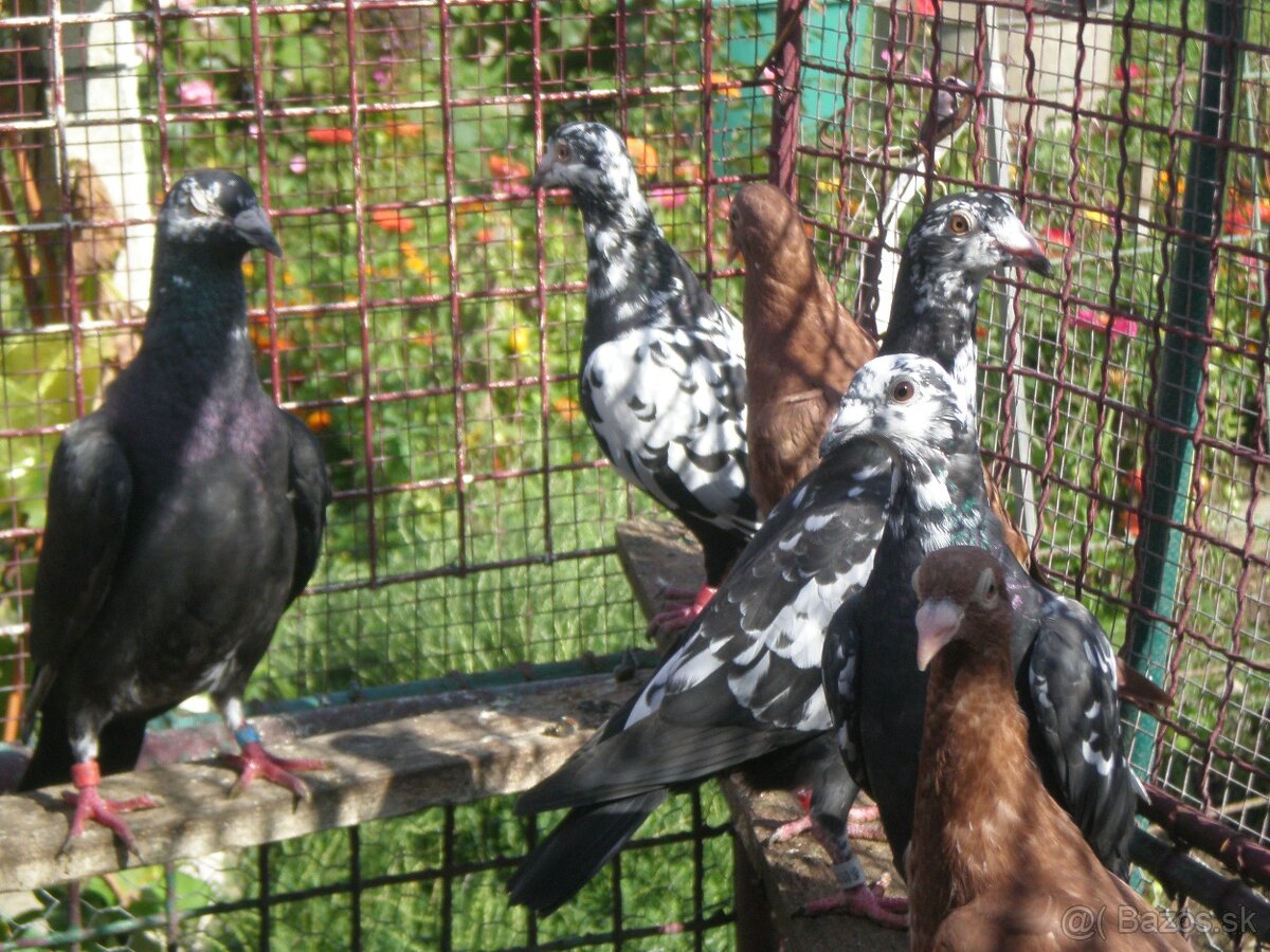 Poštové holuby Vangramberen - 9