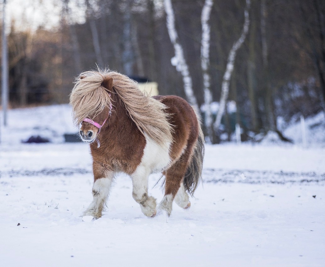 Hřebec mini Shetland pony s PP - 9