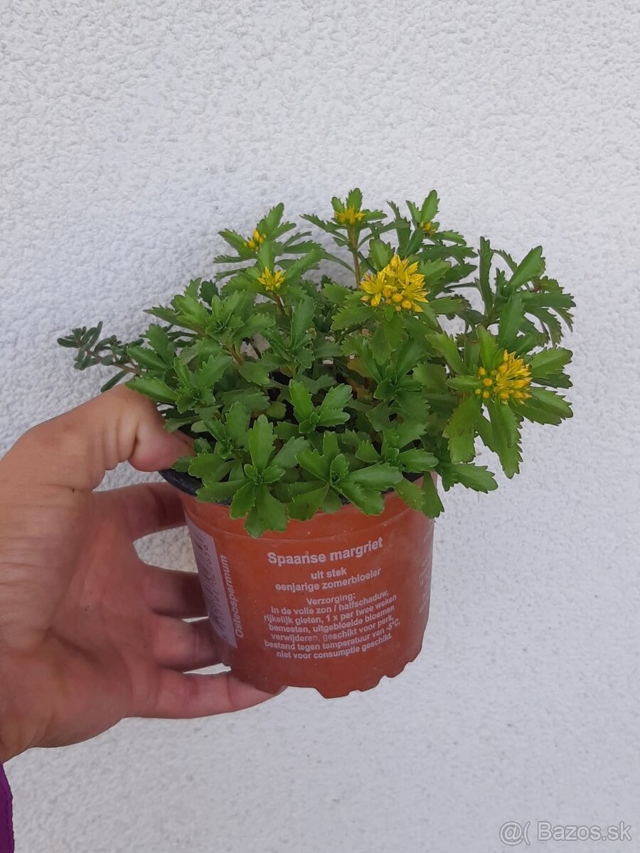 Rozchodniky(Sedum) - 9