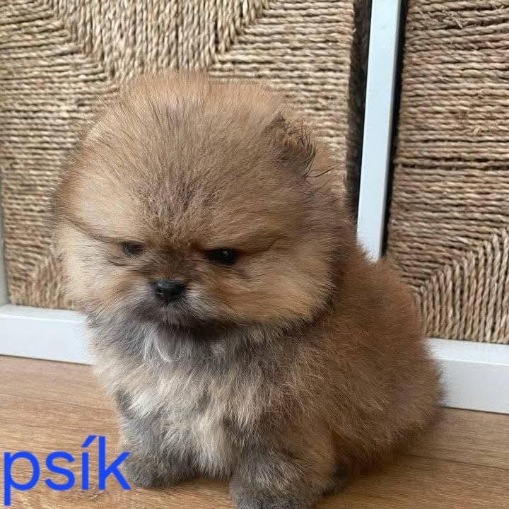 Pomeranian mini - 9