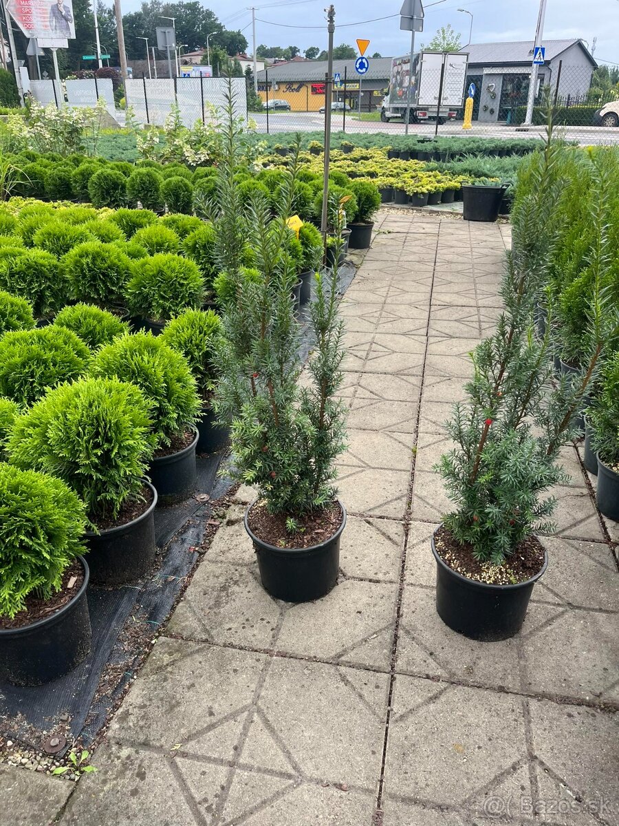 Tuja smaragd,Vavrín,Tis stredný - 9
