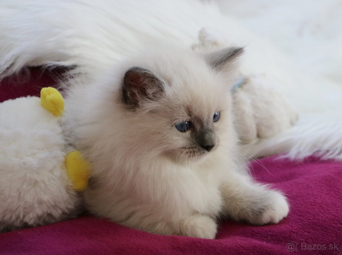 Ragdoll - láska na celý život - 9