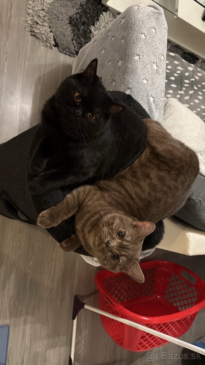 Predám Britských krátkosrstých kocúrikov - 9