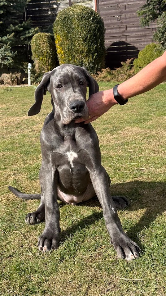 Německá doga modrá s PP Euphorie Blue HH - 9