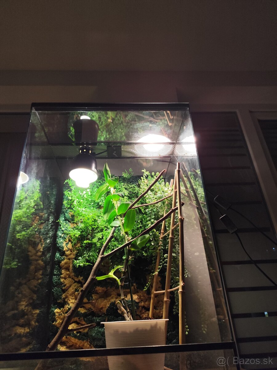 Chameleón jemensky terarium - 9