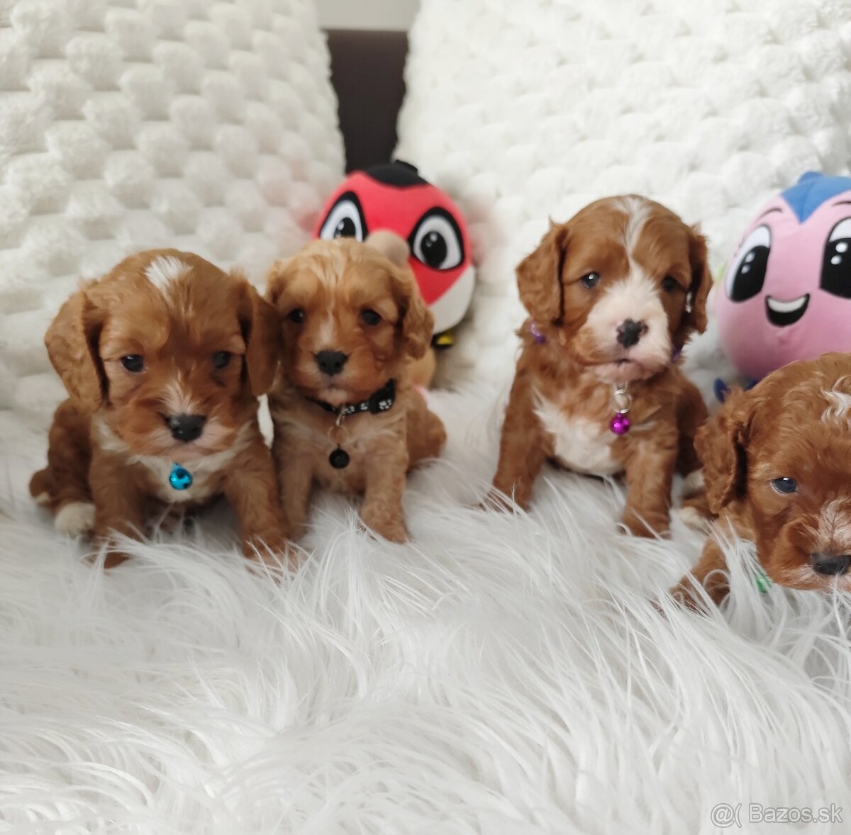 Cavapoo - 9