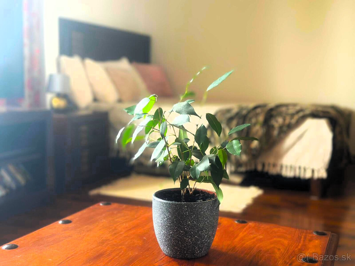 AFYREAL – na prenájom priestranný 1-izbový byt s balkónom a - 9